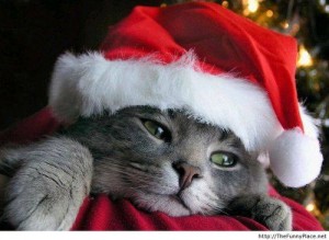 Christmas 1489299_10201754185749515_1386713036_n