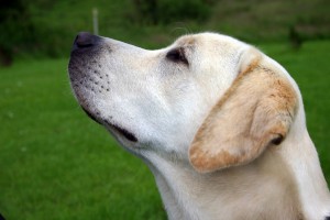 Labrador_Retriever_yellow_profile