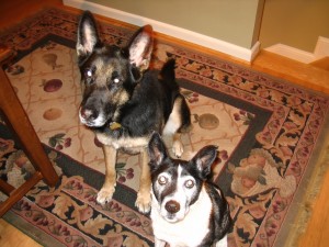 Dolly and Pongo