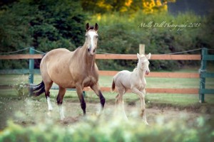 Heart's Desire and Glory Belle