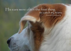 His ears were often the first thing to catch my tears (used 1-24-14)
