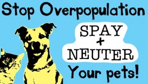 spay_and_neuter__36434_1321303883_1280_1280