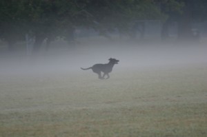 Dog Running In Fog -- FB 3-27-15