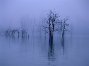 Tree Fog,-water,-trees