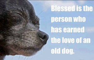 Dog 1240025_519760358101973_2023546342_n--FB 6-29-14--FB 9-22-14--FB 5-13-15