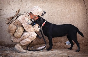 Memorial Day Dog and Soldier--FB 5-24-15