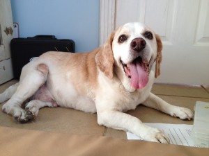 1 2015-07-18 17.38.39 Scooby Acupuncture FB 7-20-15