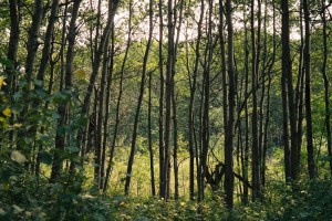 Trees FB 11-8-15