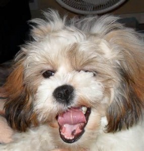 Dog Lhasa Apso--FB 4-30-15; 12-27-15