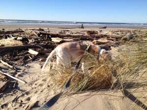 2016-01-02 13.56.22 Scooby Beach FB 1-14-16