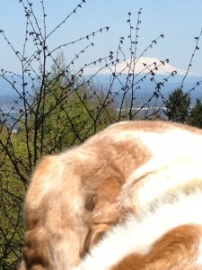 2013-04-24 13.25.18 FB 3-8-16 Scooby Mountain