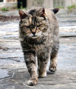 cat-fb-11-23-14-fb-11-22-16-10689951_10152636488039807_9195433963833534992_n