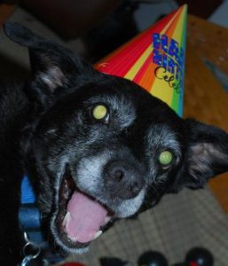rest-in-peace-ozzy-defee-passed-away-4-15-2012-at-age-of-16-born-12-13-95-fb-4-15-13-4-15-14-12-13-15-4-15-16-12-12-16