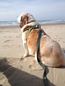 Scooby Beach Memorial Photo 2015-03-06 13.47.28--FB 2-14-16; 3-13-16 Farewell Scooby; 2-14-17